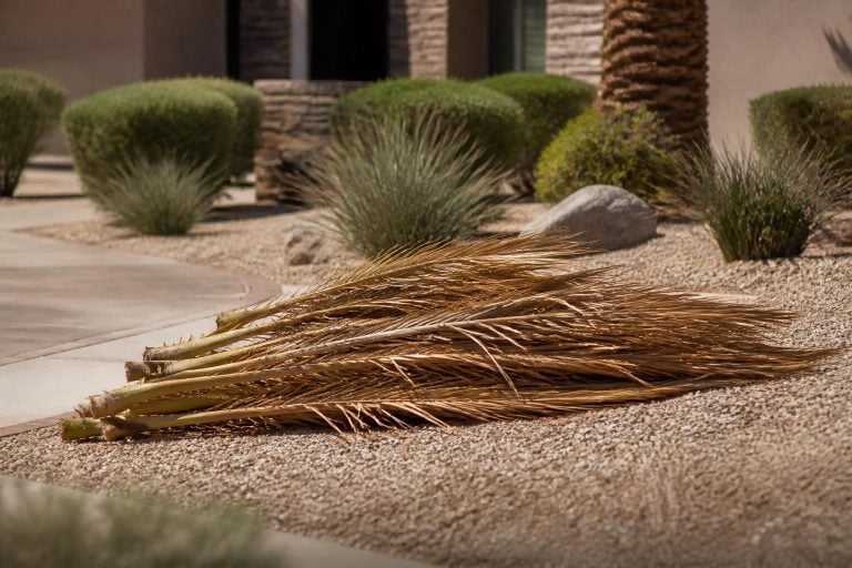 Palm Frond Removal