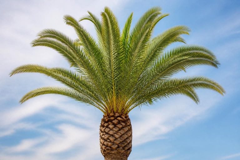 Palm Tree Trimming